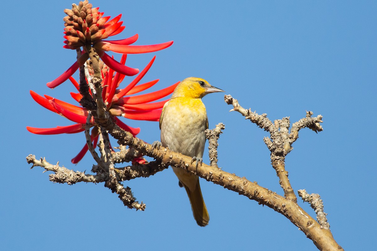 Bullock's Oriole - ML617639684