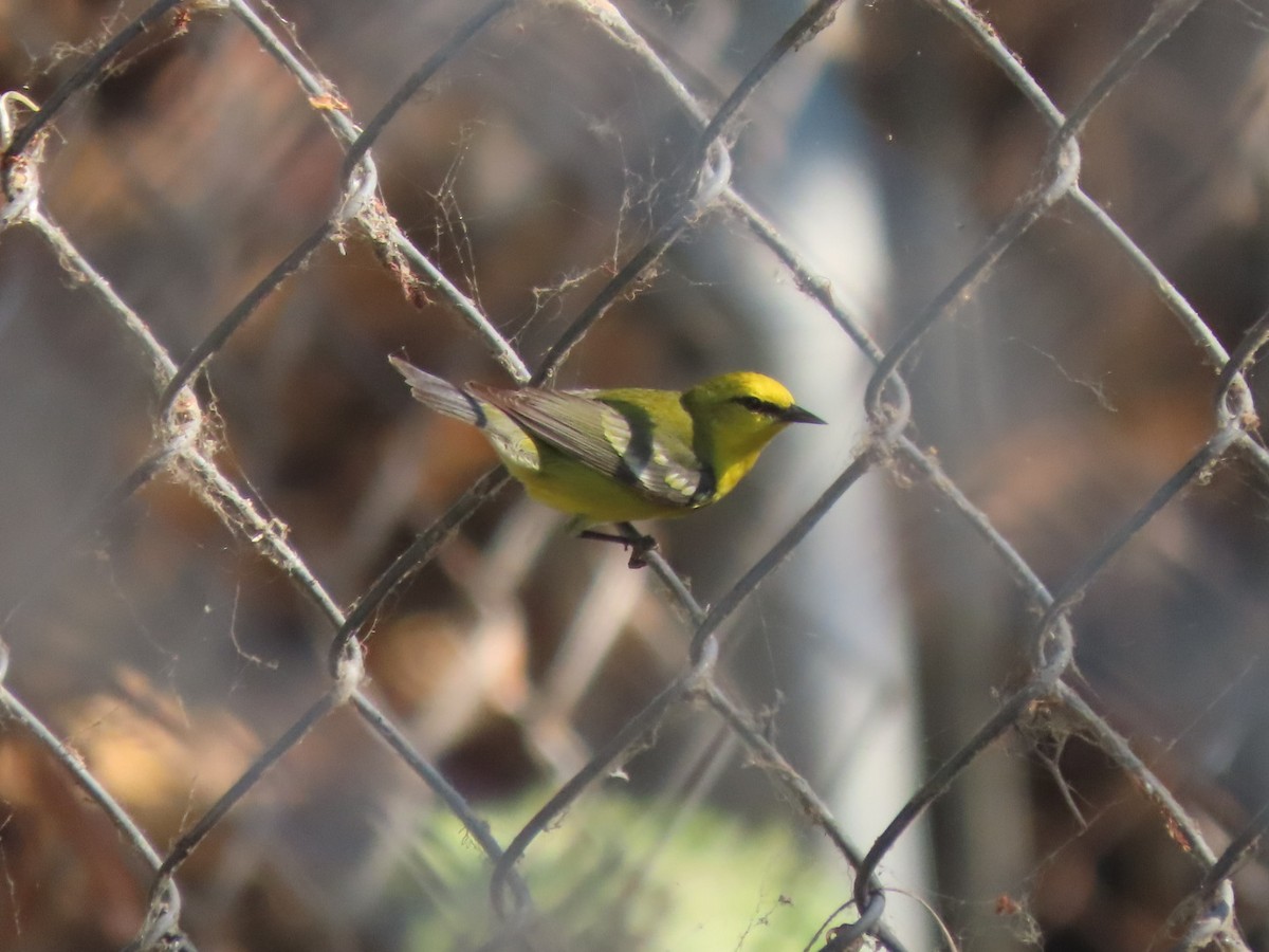 Blue-winged Warbler - ML617639707