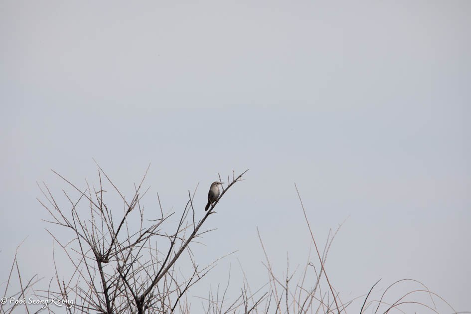 Bewick's Wren - Pooi Seong Koong