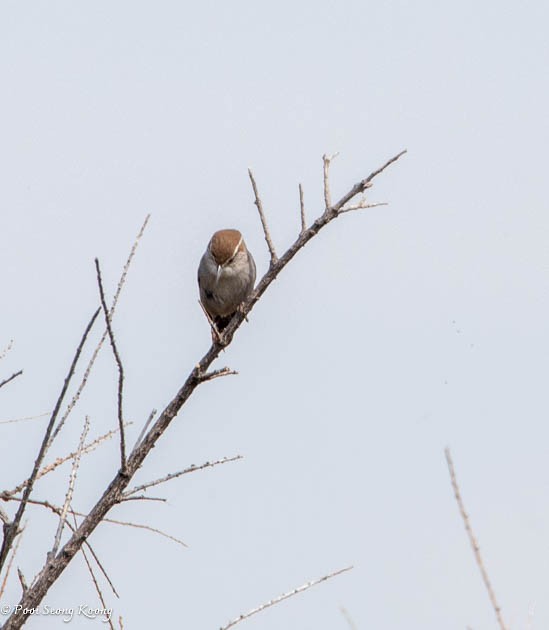 Bewick's Wren - ML617639743