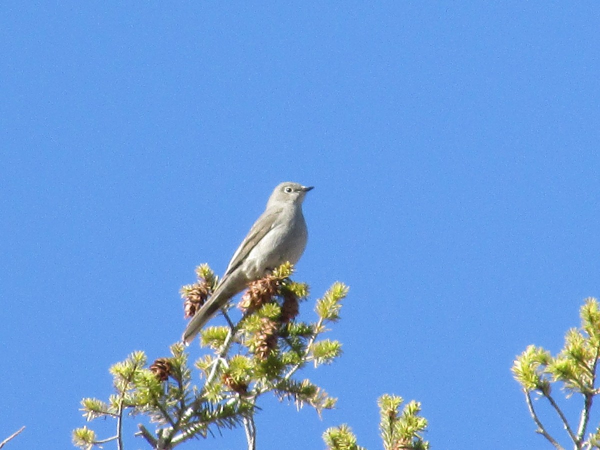 Townsend's Solitaire - Felice  Lyons