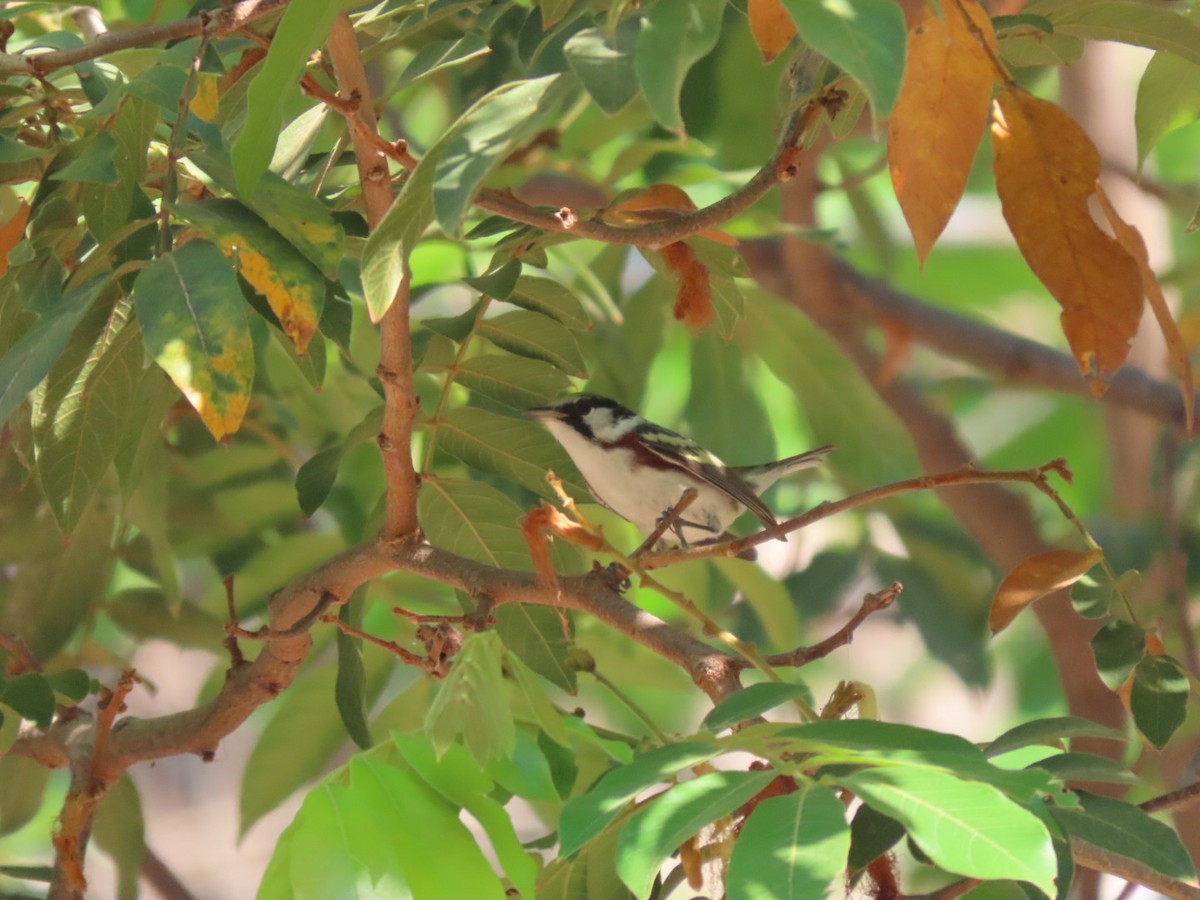 Chestnut-sided Warbler - ML617639769