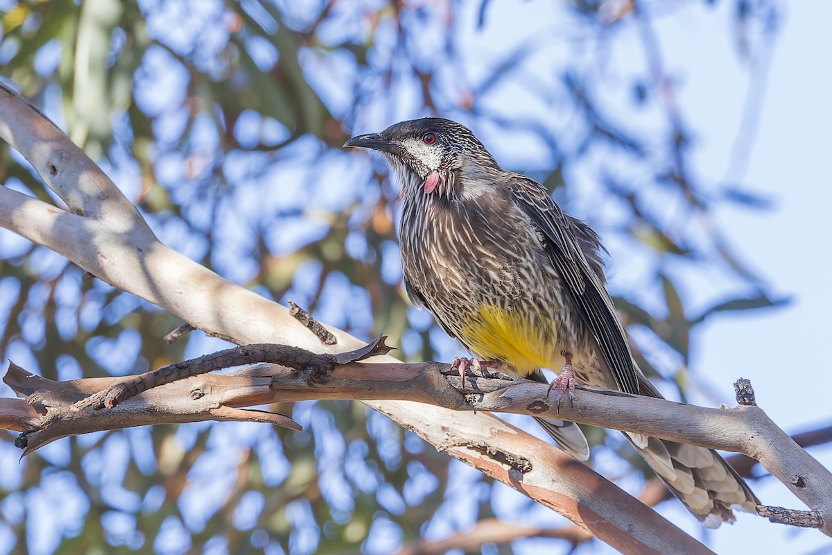 Red Wattlebird - ML617639786