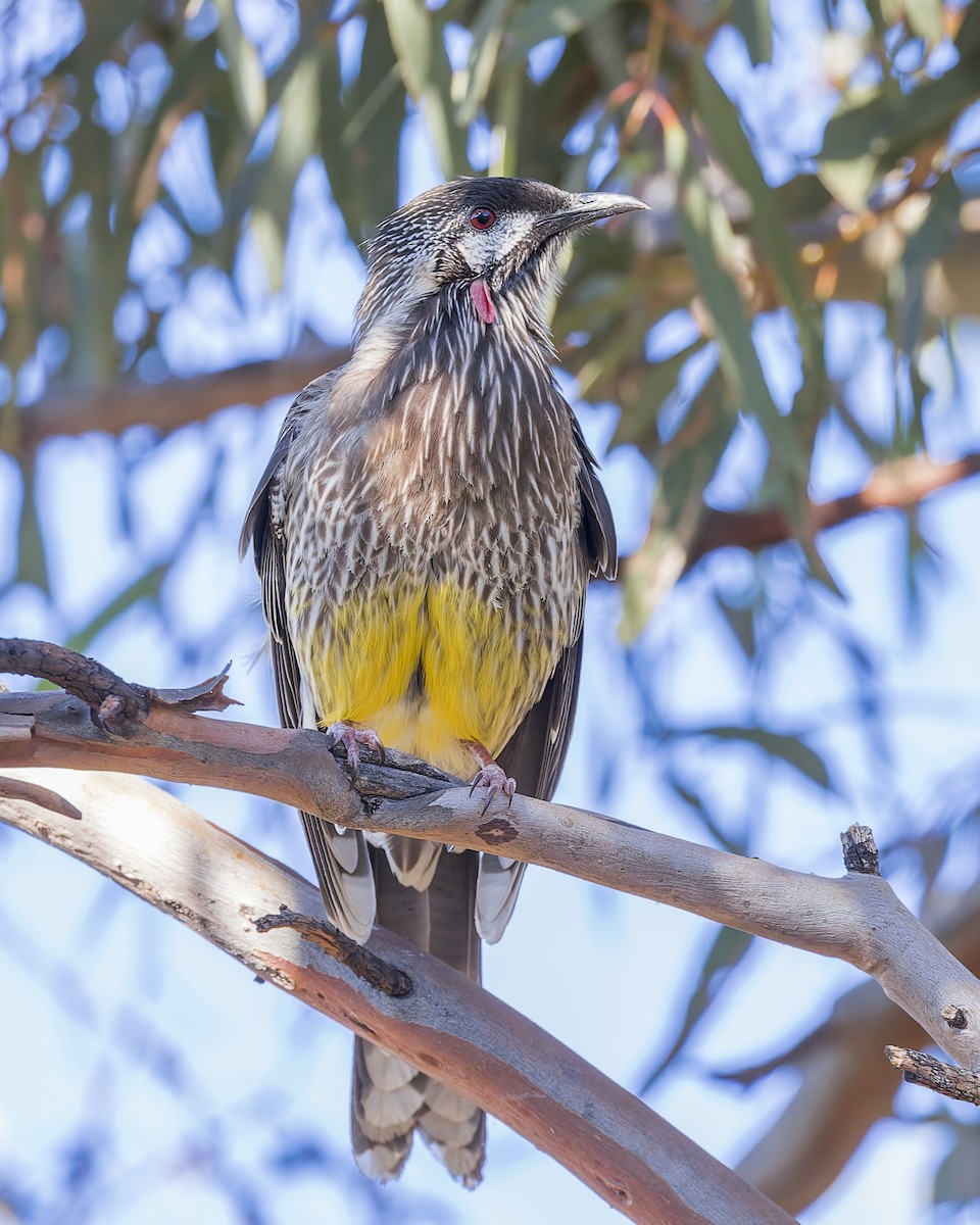 Red Wattlebird - ML617639787