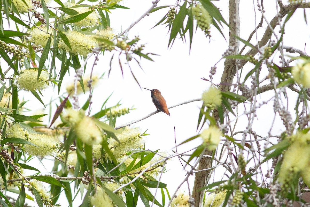 Rufous Hummingbird - ML617639811