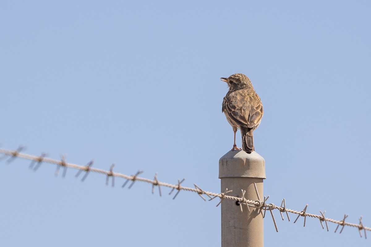 Australian Pipit - ML617639835