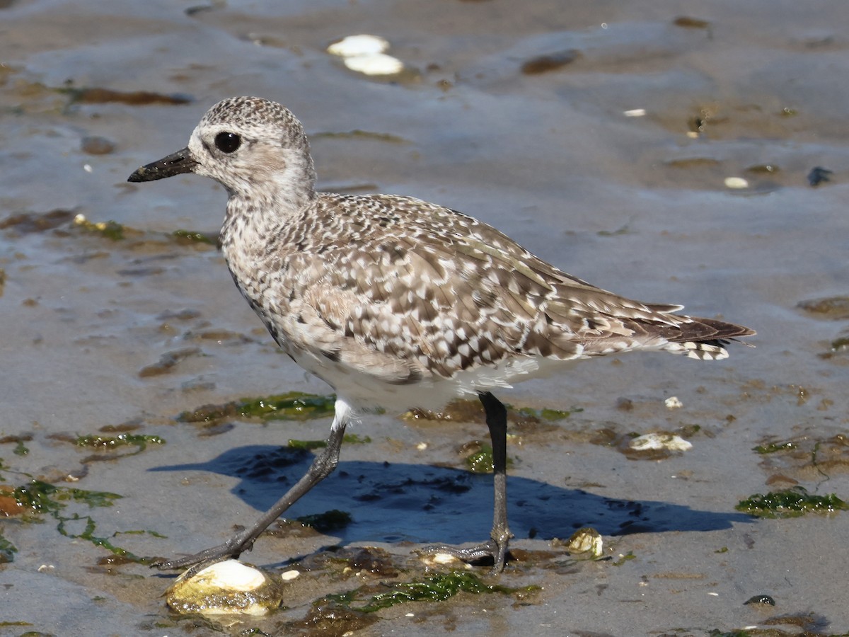 Black-bellied Plover - ML617639840