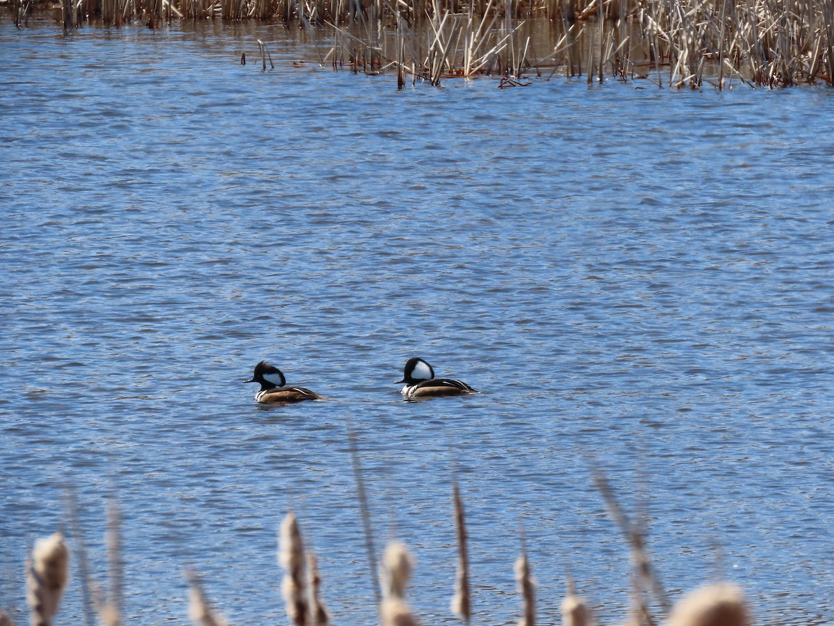 Hooded Merganser - ML617639869