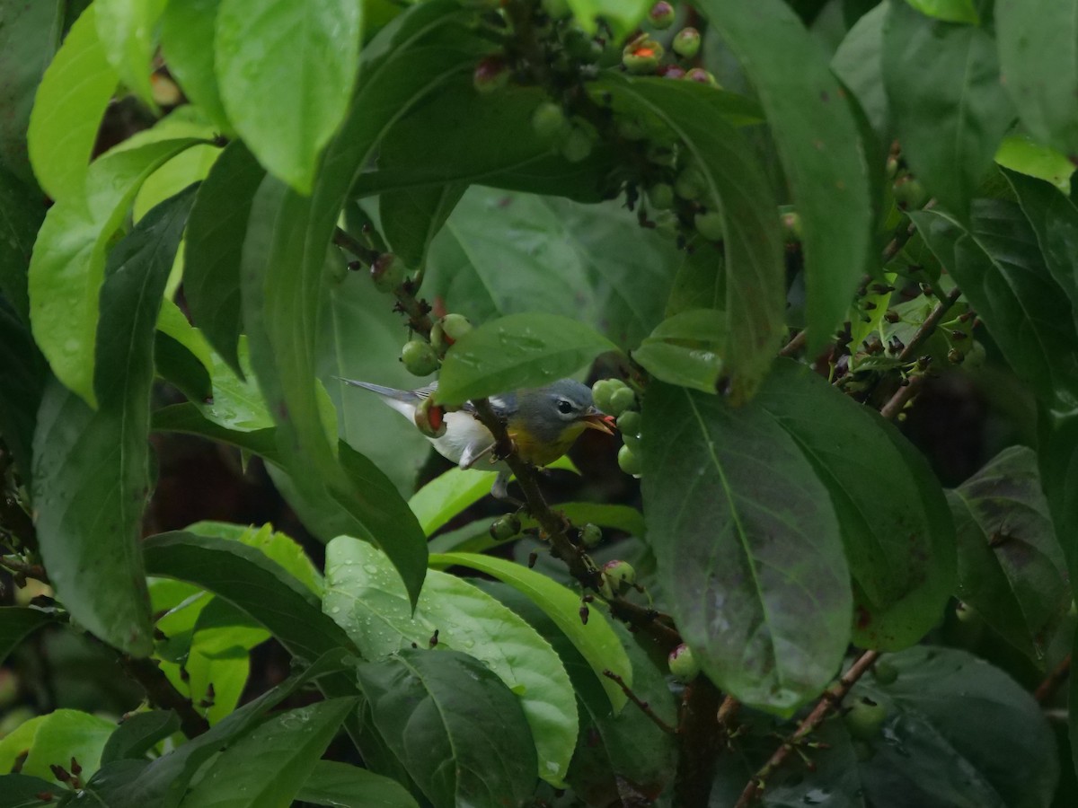 Northern Parula - Mary Corporan Dunn