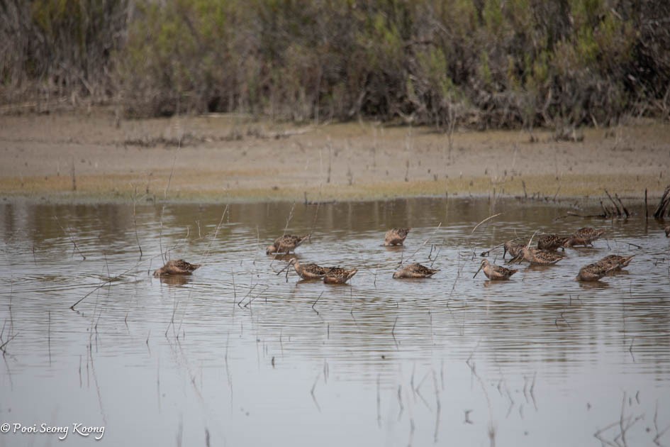 Long-billed Dowitcher - ML617639900