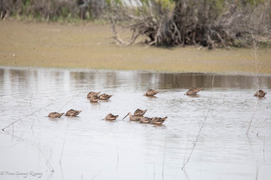 Long-billed Dowitcher - ML617639902