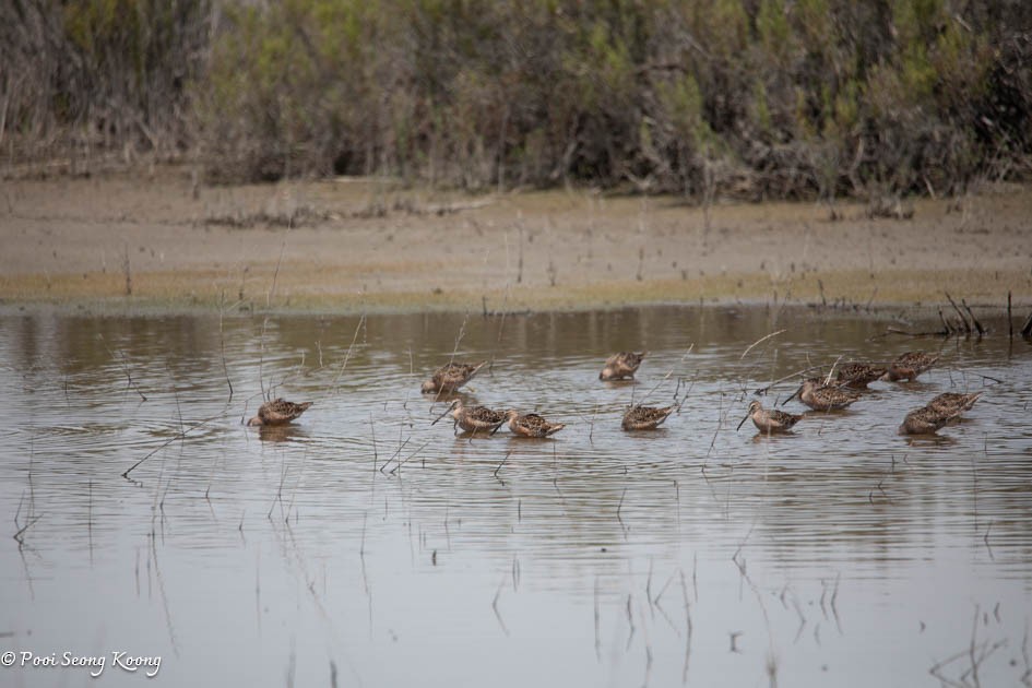 Long-billed Dowitcher - ML617639903