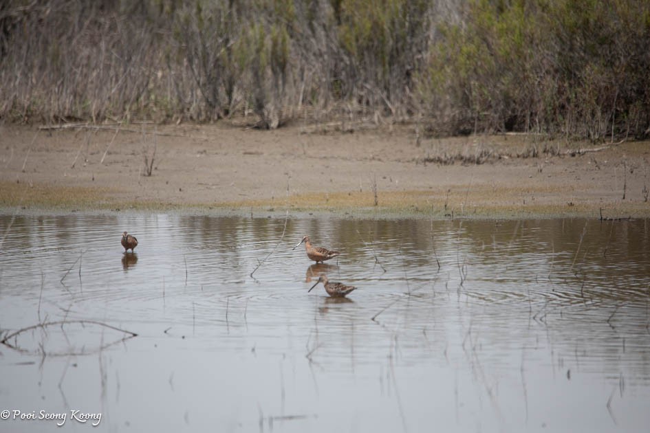 Long-billed Dowitcher - ML617639904