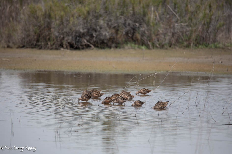 Long-billed Dowitcher - ML617639905