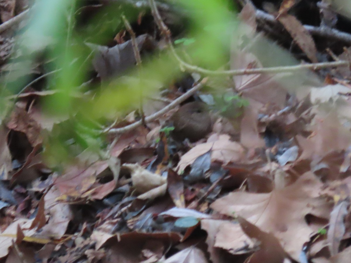 Winter Wren - ML617639952