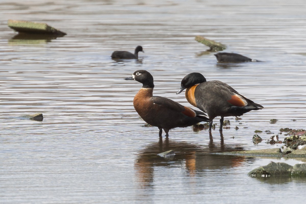 Australian Shelduck - Dana Cameron