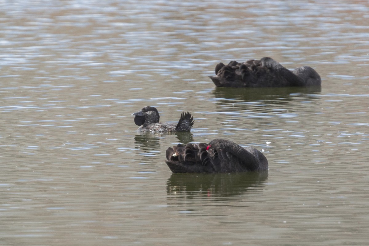 Musk Duck - Dana Cameron