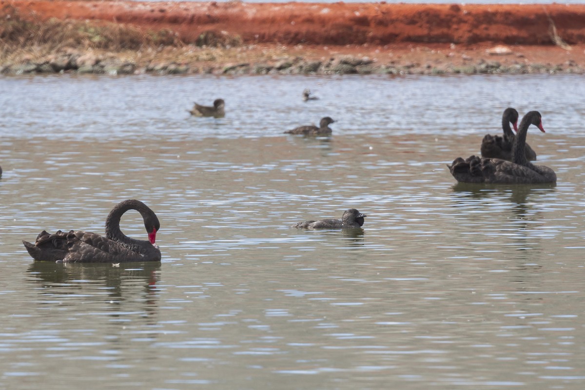 Musk Duck - ML617639978