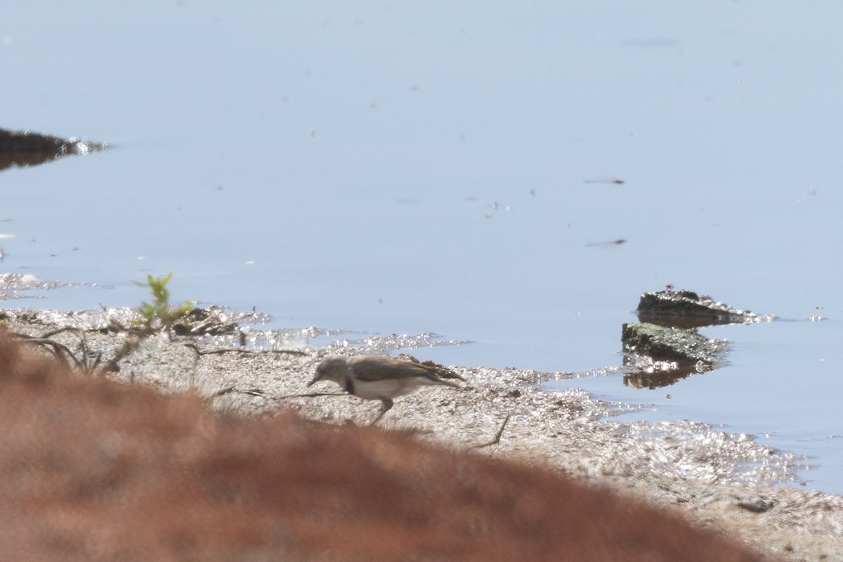 White-fronted Chat - ML617639993