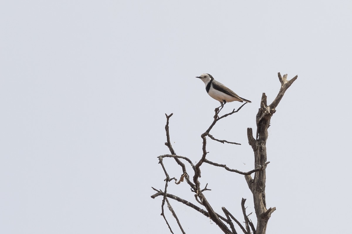 White-fronted Chat - ML617639994