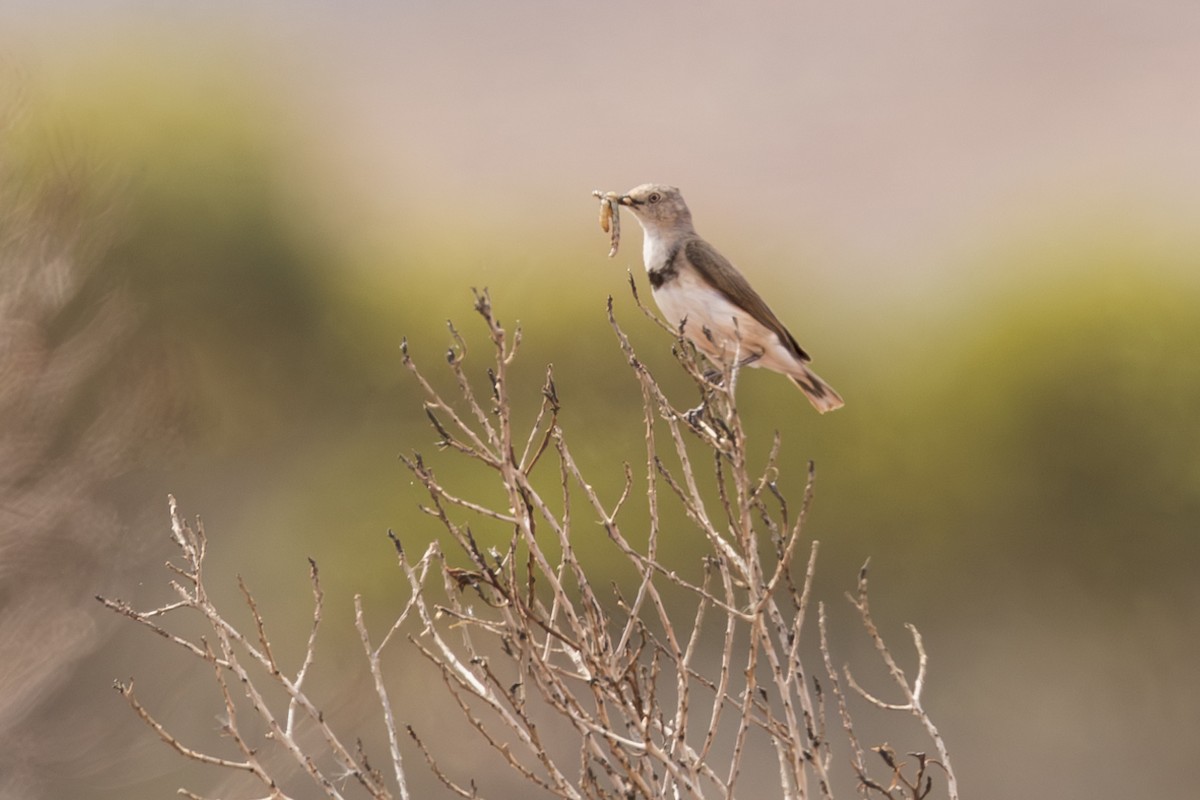 White-fronted Chat - ML617639995