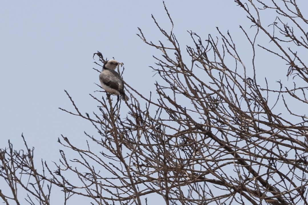 White-fronted Chat - ML617639996