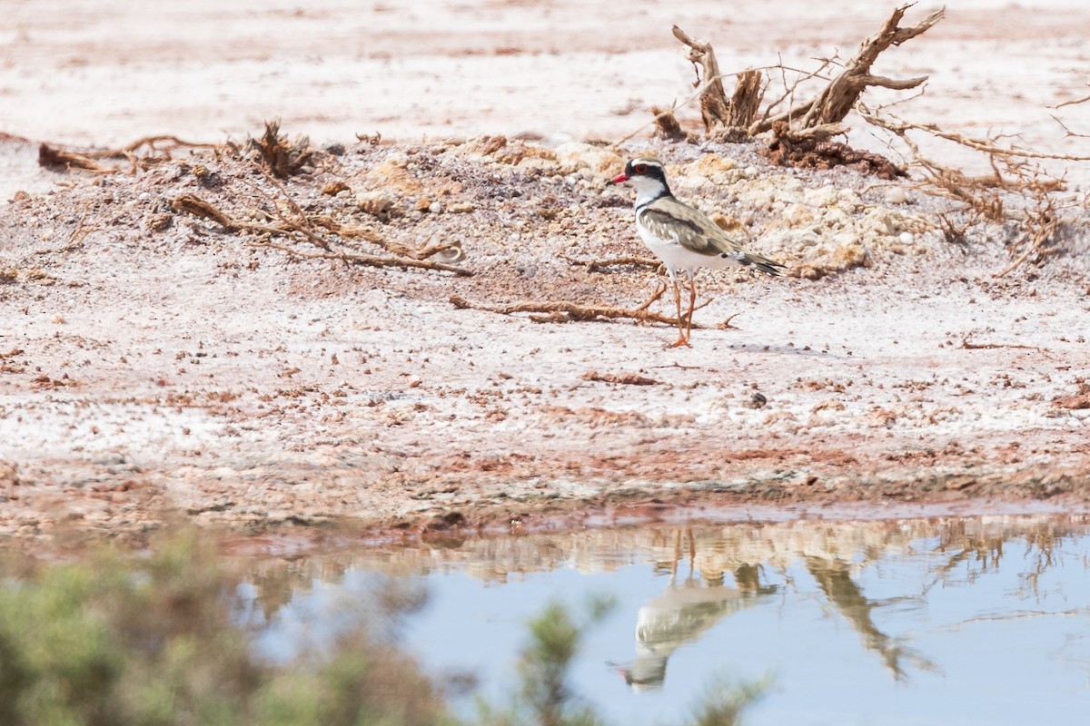 Black-fronted Dotterel - ML617640007