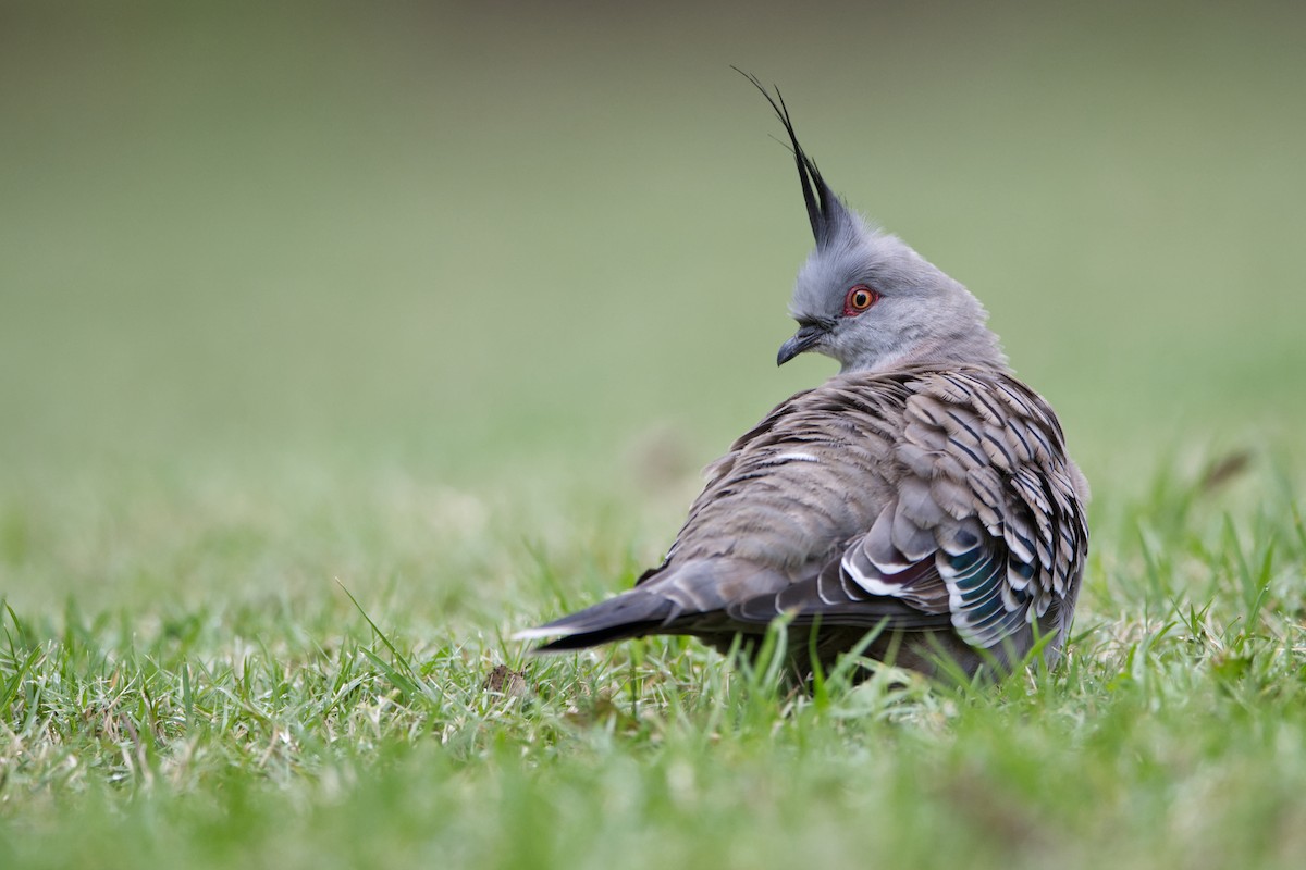 Crested Pigeon - ML617640040