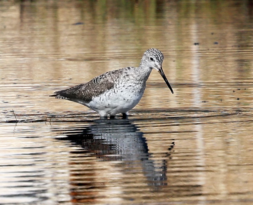 Greater Yellowlegs - ML617640070