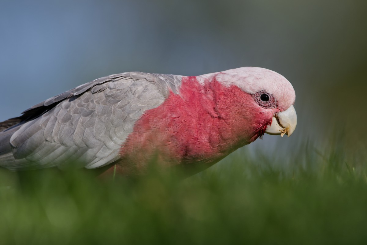 Galah - ML617640074