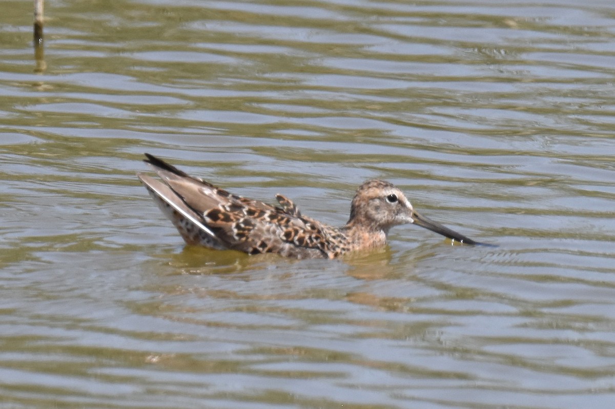 Long-billed Dowitcher - ML617640108
