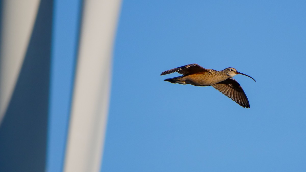 Long-billed Curlew - ML617640124