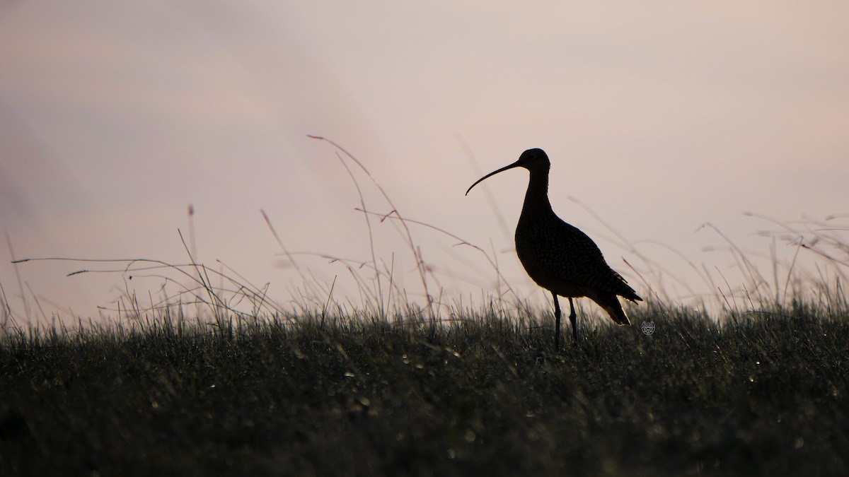 Long-billed Curlew - ML617640128