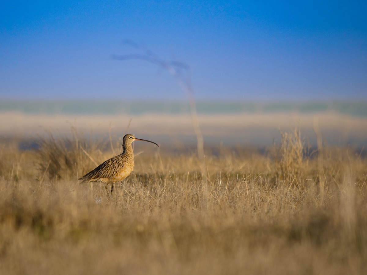 Long-billed Curlew - ML617640131