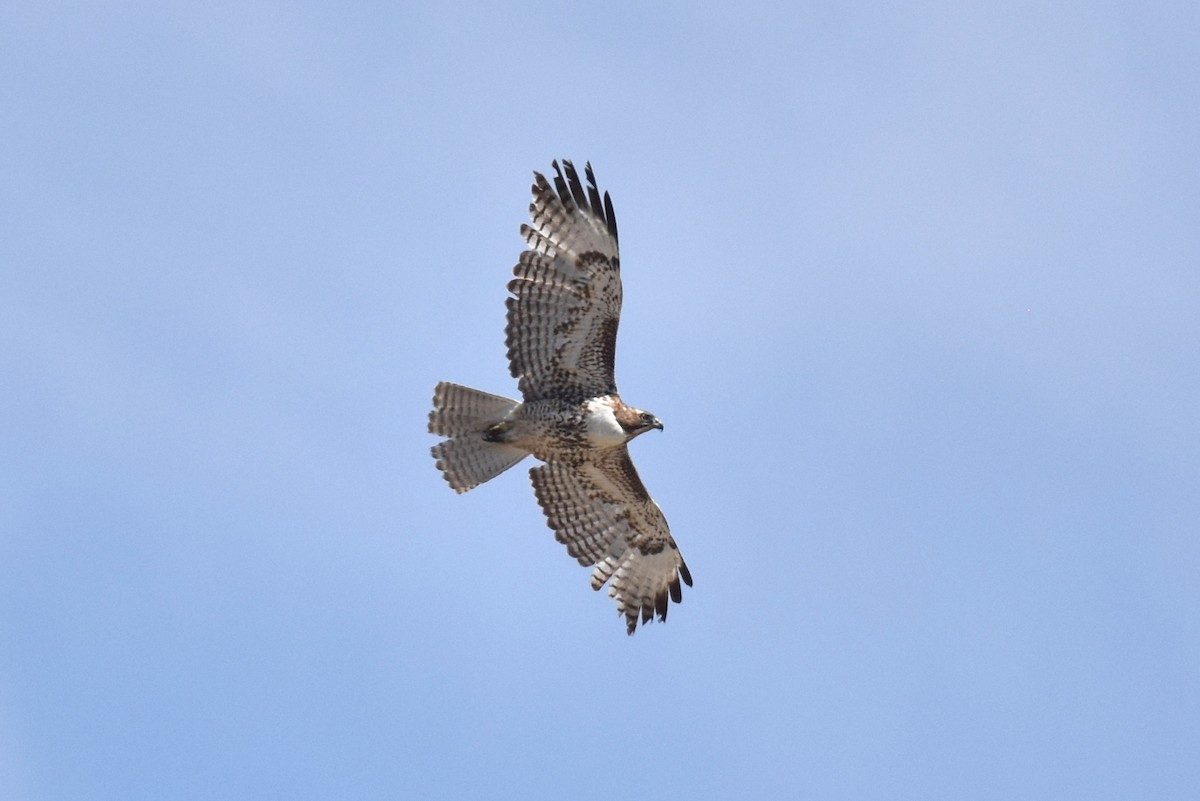 Red-tailed Hawk - ML617640141