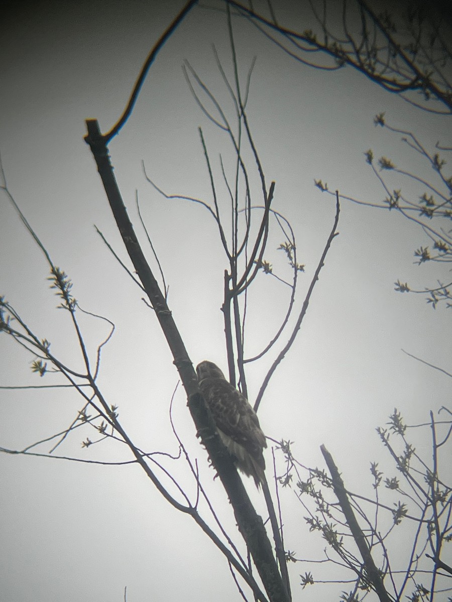 Red-tailed Hawk - ML617640189