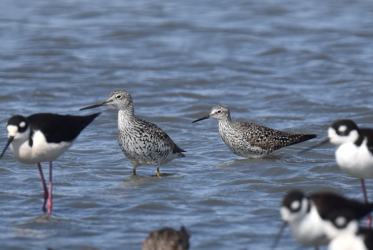 Greater Yellowlegs - ML617640195