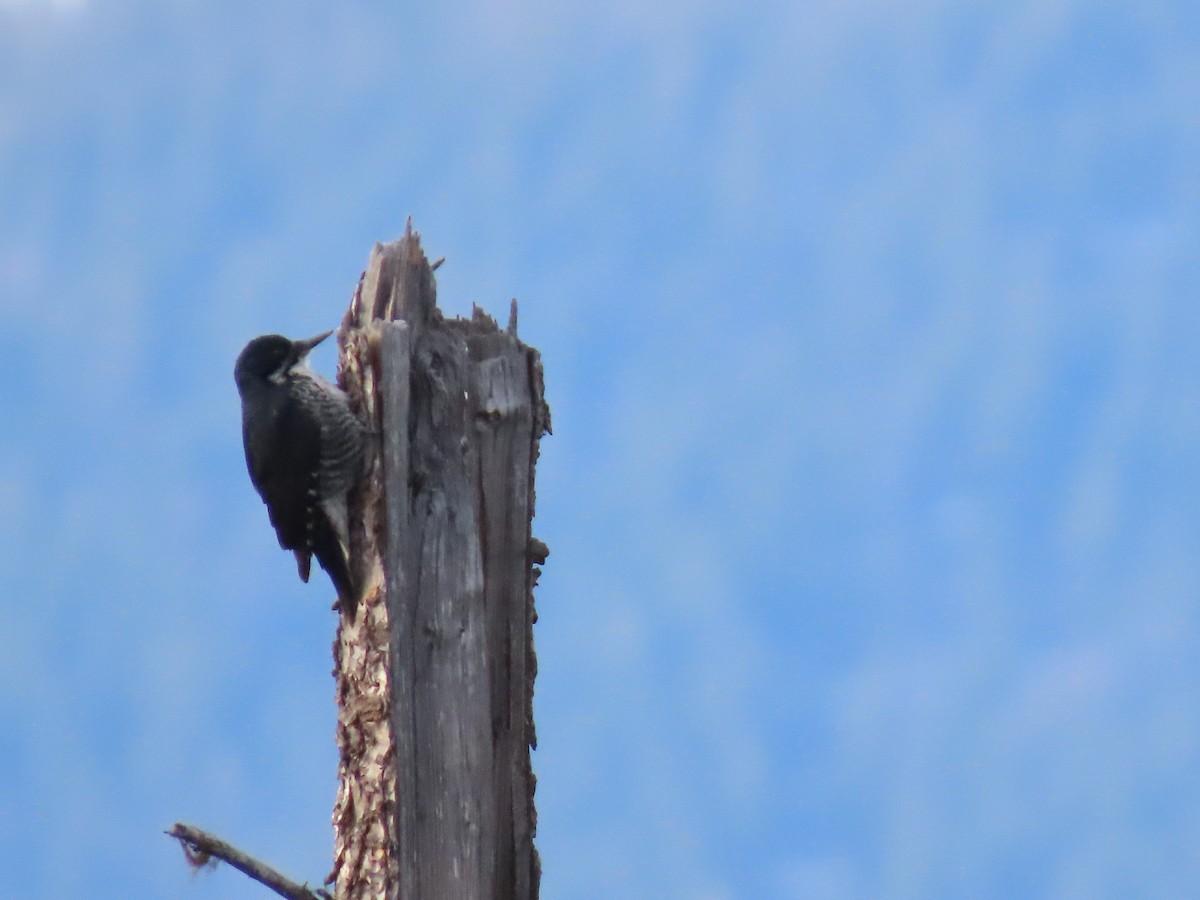 Black-backed Woodpecker - ML617640263