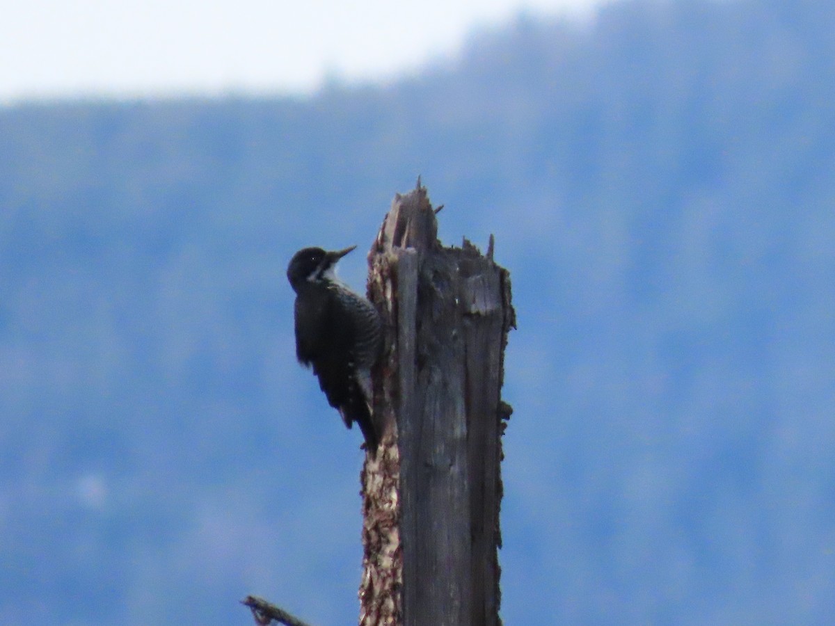 Black-backed Woodpecker - ML617640264