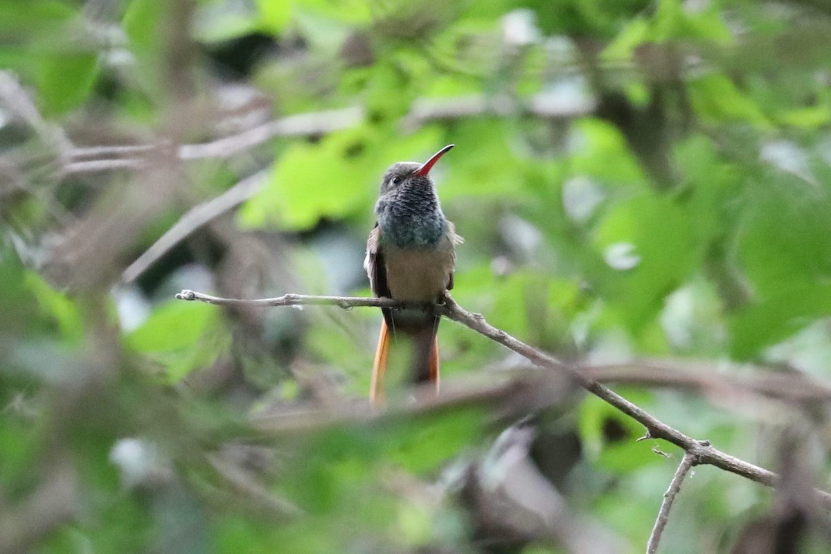 Buff-bellied Hummingbird - ML617640272