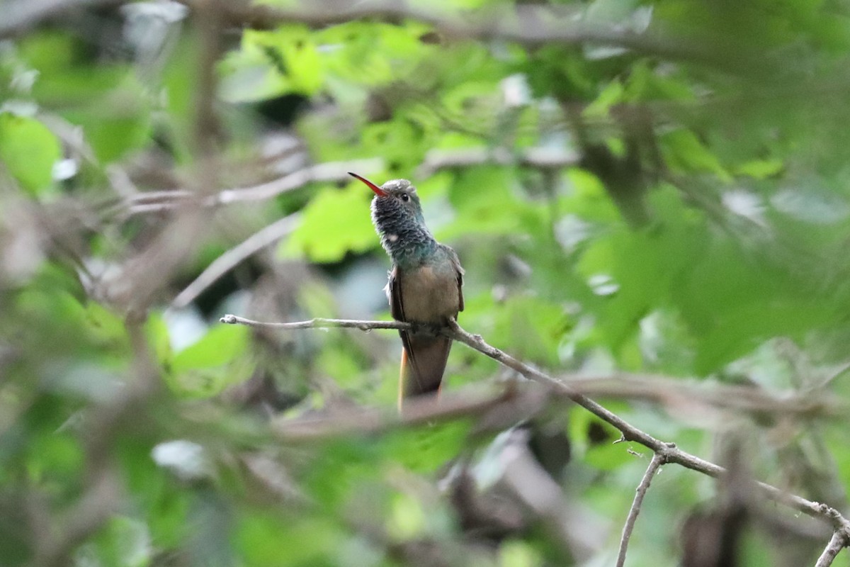 Buff-bellied Hummingbird - ML617640273