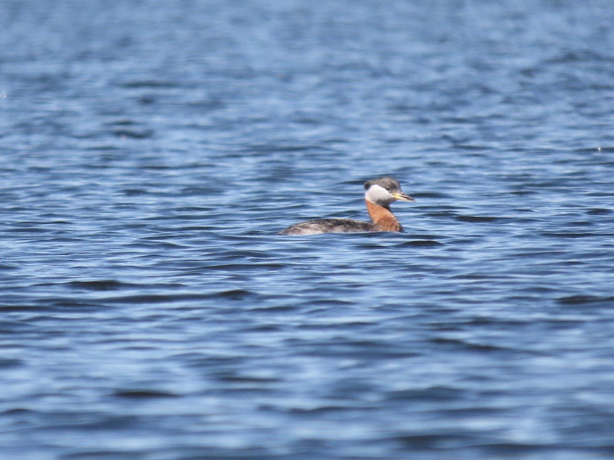 赤頸鸊鷉 - ML617640306