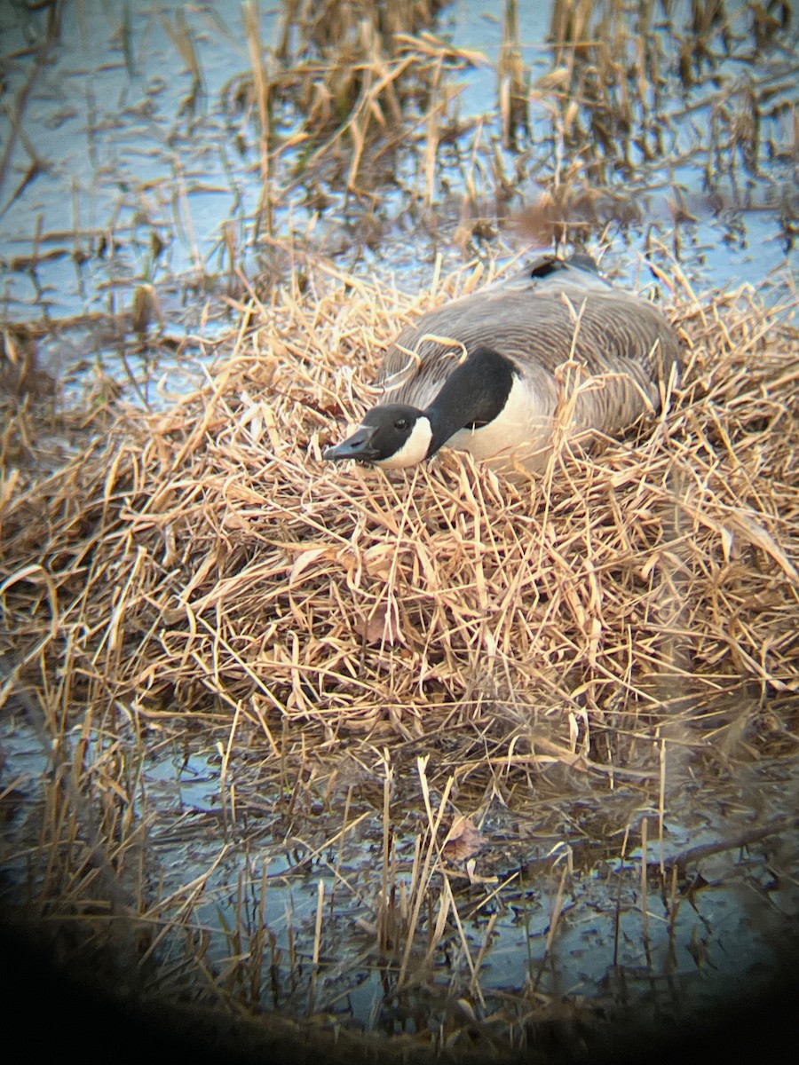 Canada Goose - ML617640335