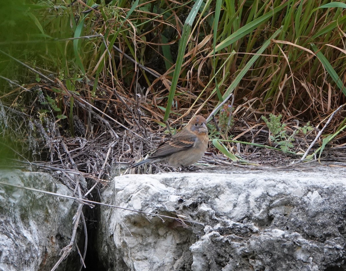 Blue Grosbeak - Chris Gunter