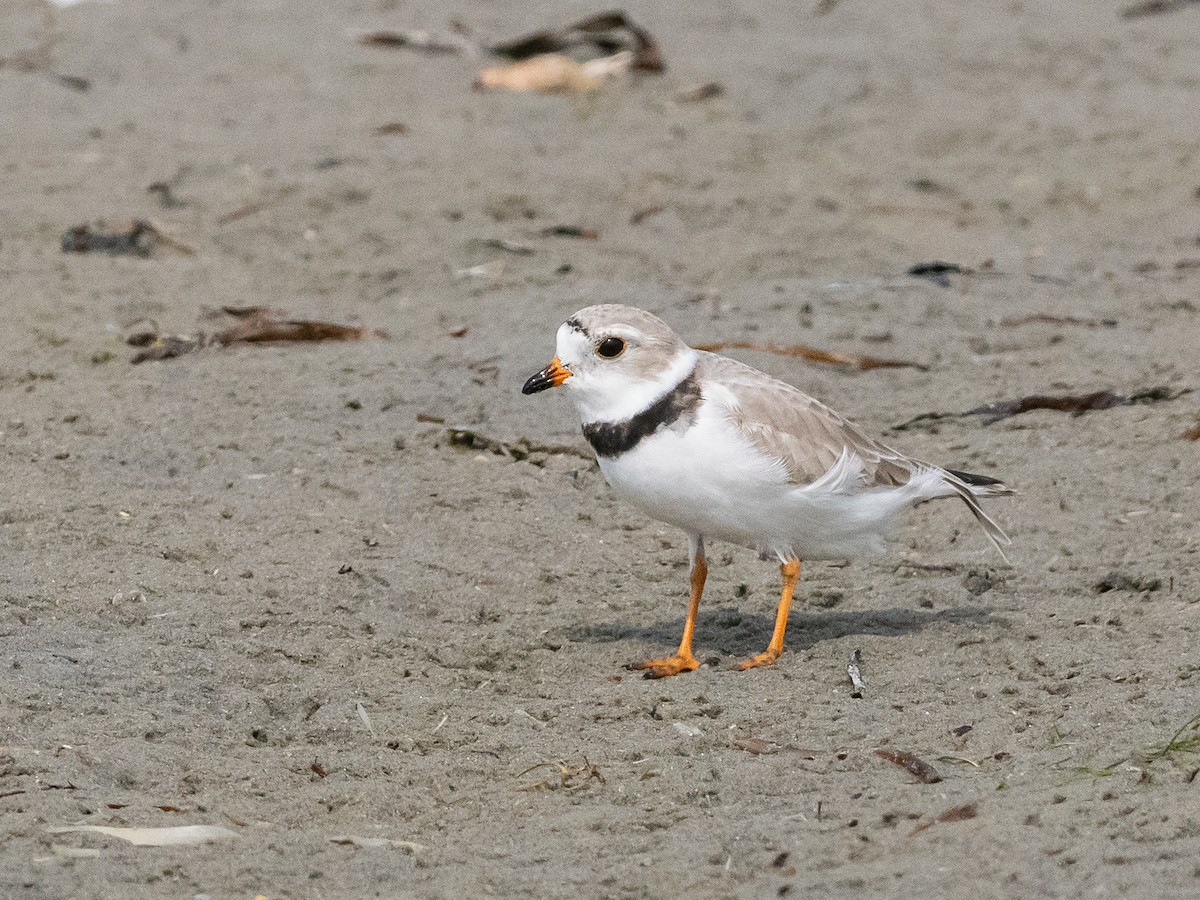 Piping Plover - ML617640353