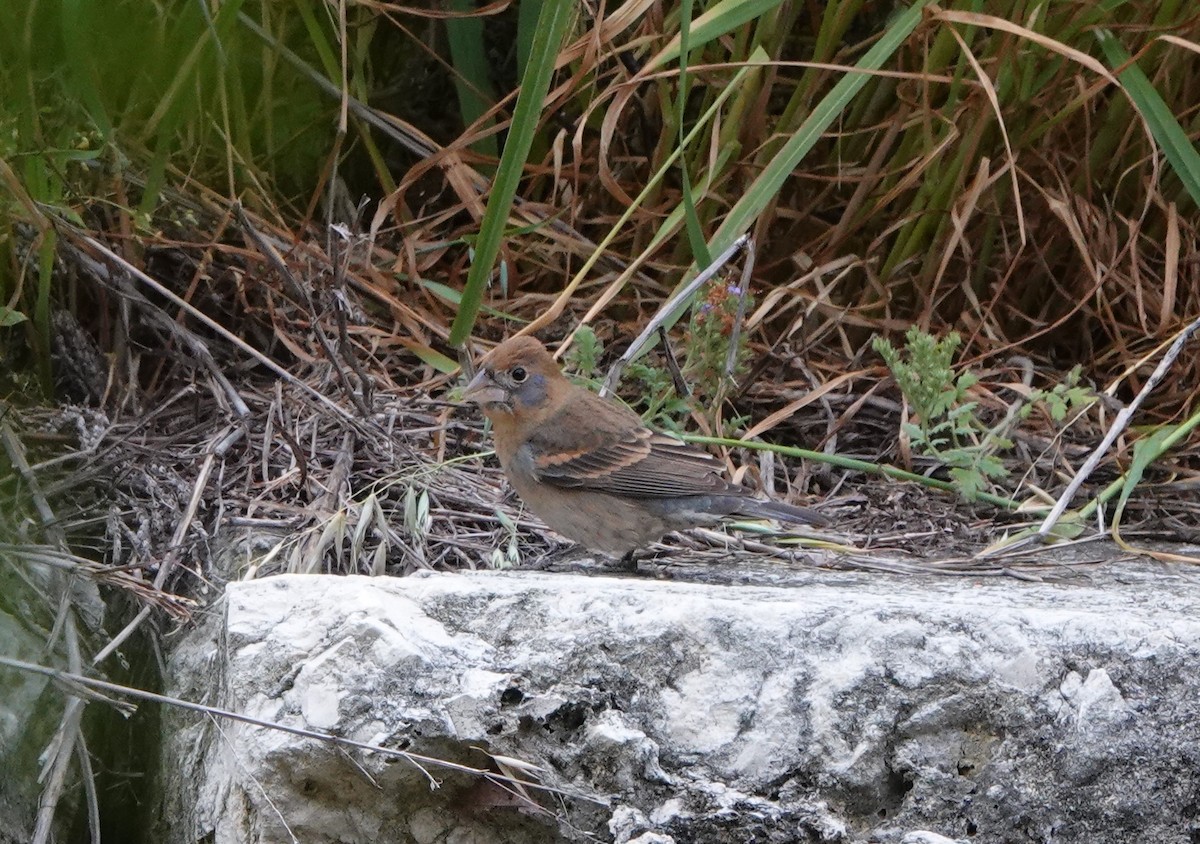 Blue Grosbeak - ML617640355