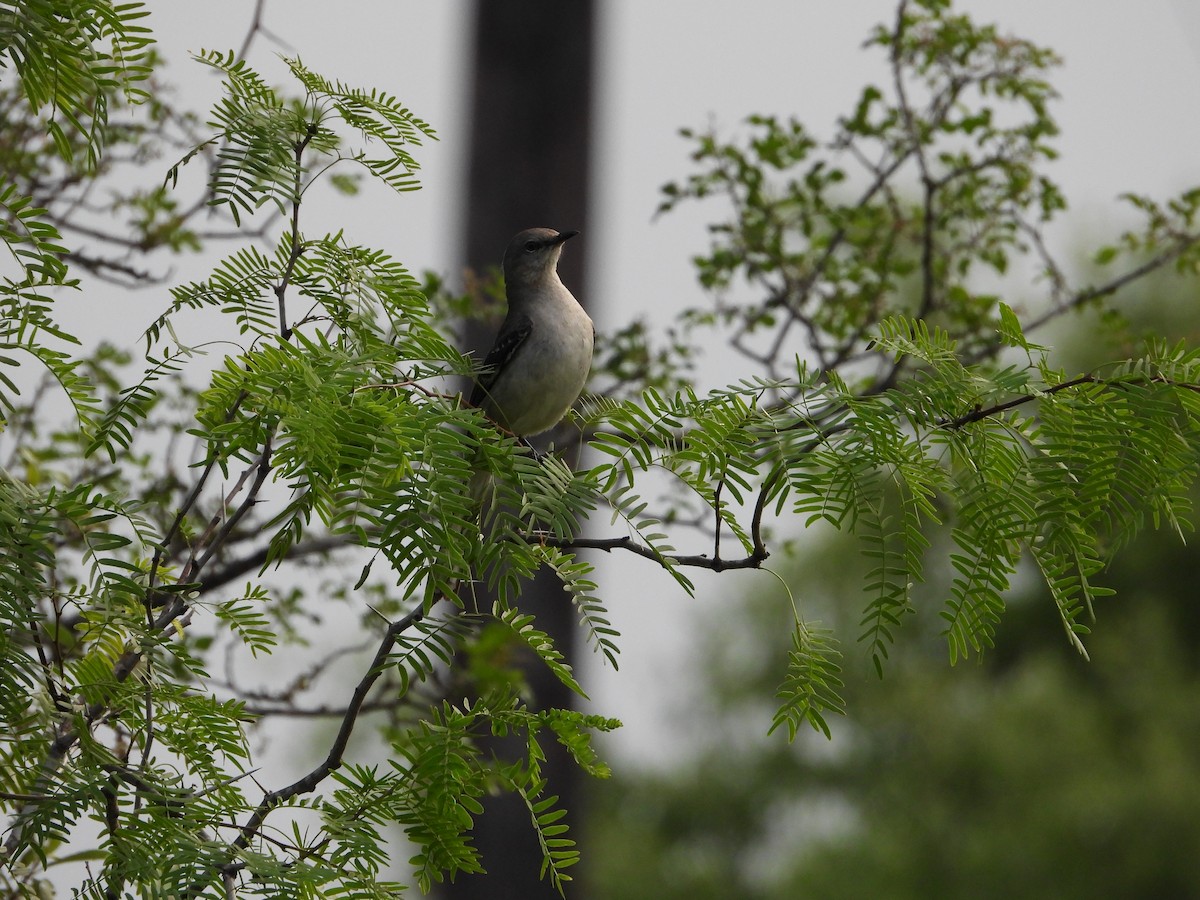 Northern Mockingbird - ML617640401