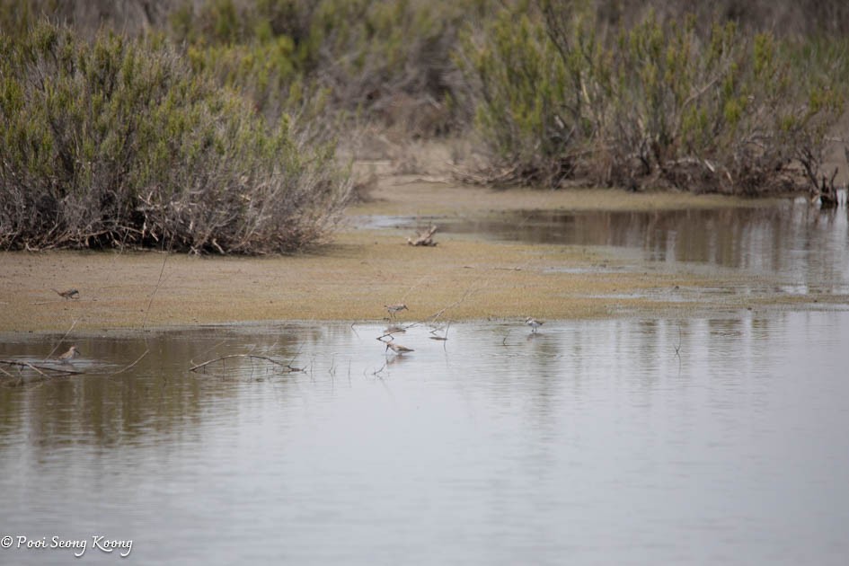 Least Sandpiper - ML617640428