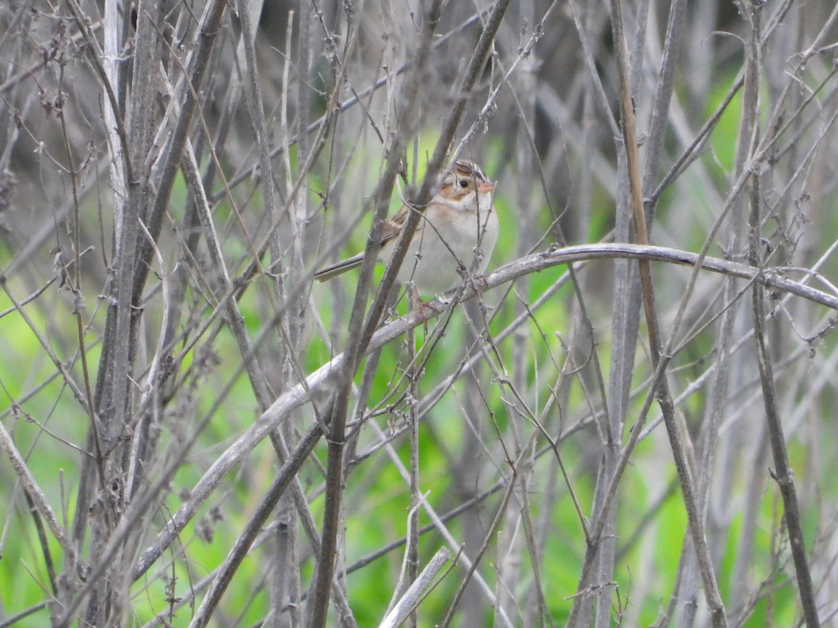 Clay-colored Sparrow - Vidhya Sundar