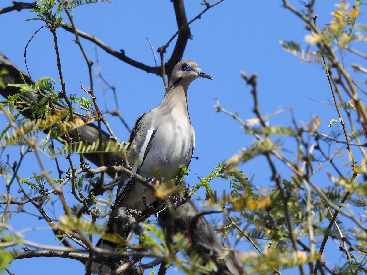 White-winged Dove - ML617640492